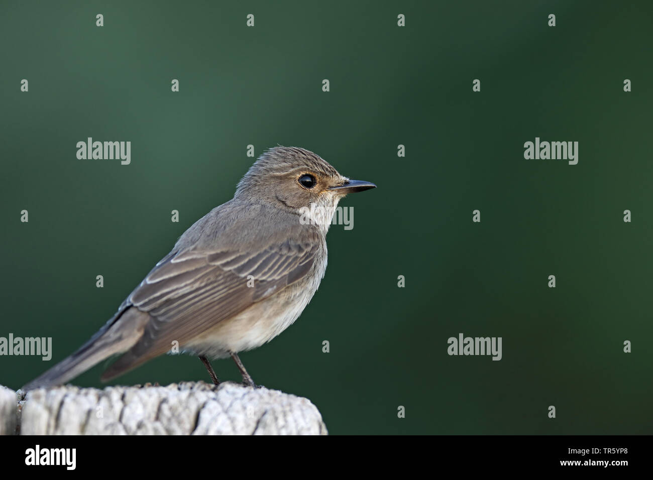 Spotted flycatcher (Muscicapa striata), seduto su un post, Paesi Bassi, Groningen Foto Stock