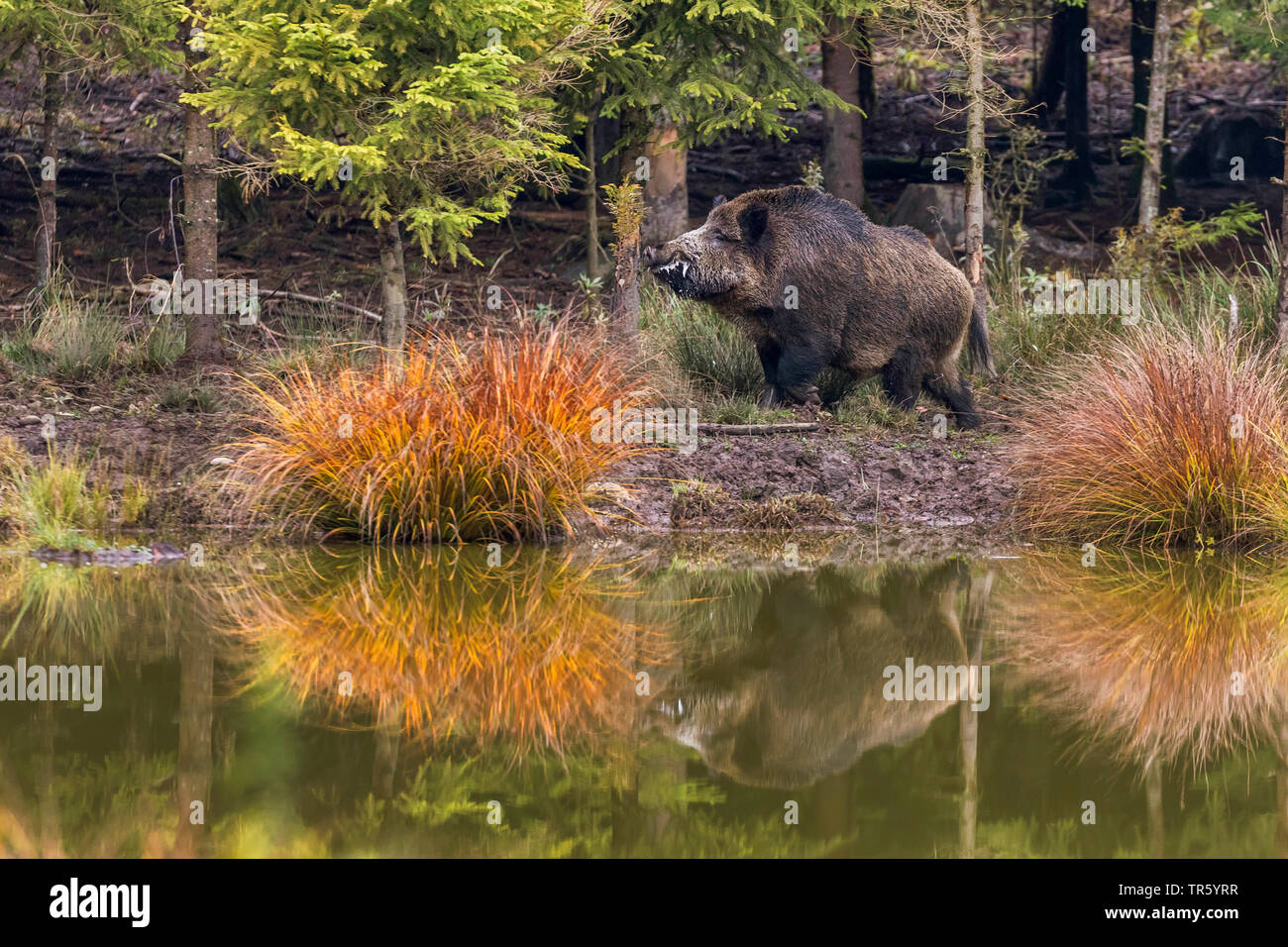 Il cinghiale, maiale, il cinghiale (Sus scrofa), tusker sul lungolago di una foresta lago, in Germania, in Baviera Foto Stock