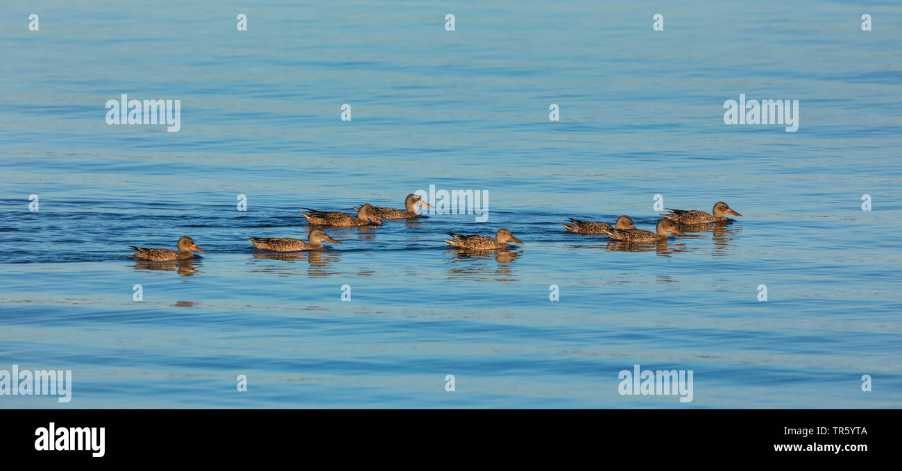 Northern mestolone (Anas clypeata), piscina femmine, in Germania, in Baviera, il Lago Chiemsee Foto Stock