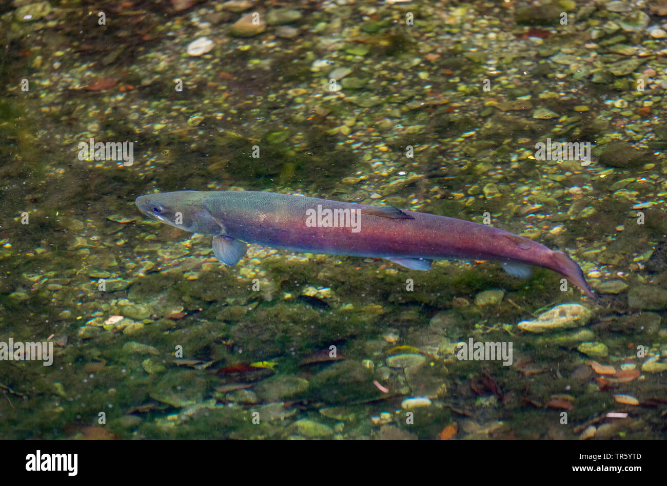 Il salmone del Danubio, huchen (Hucho hucho), maschio in couloration nuziale, in Germania, in Baviera, Isar Foto Stock