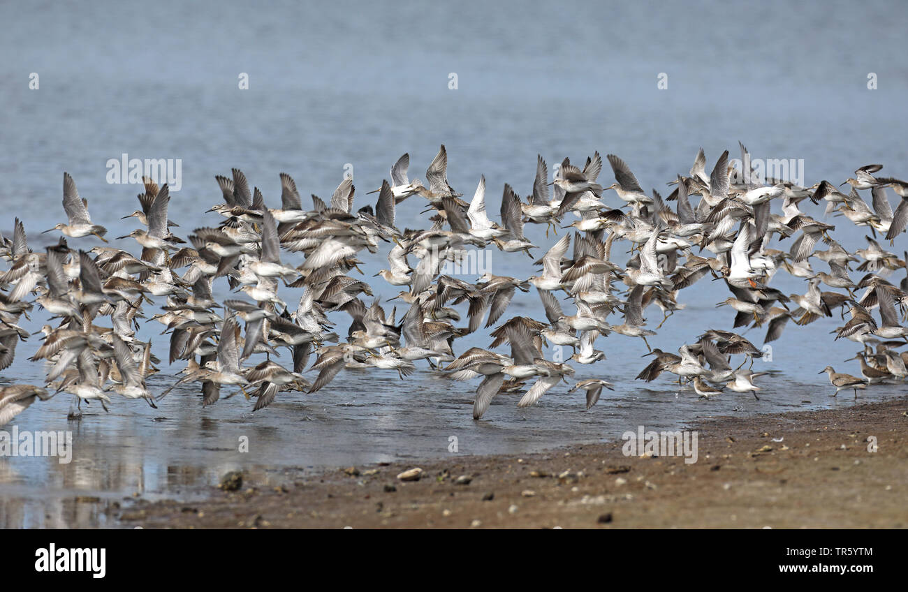 A breve fatturate (dowitcher Limnodromus griseus), truppa battenti fino, STATI UNITI D'AMERICA, Florida, Sanibel Island Foto Stock