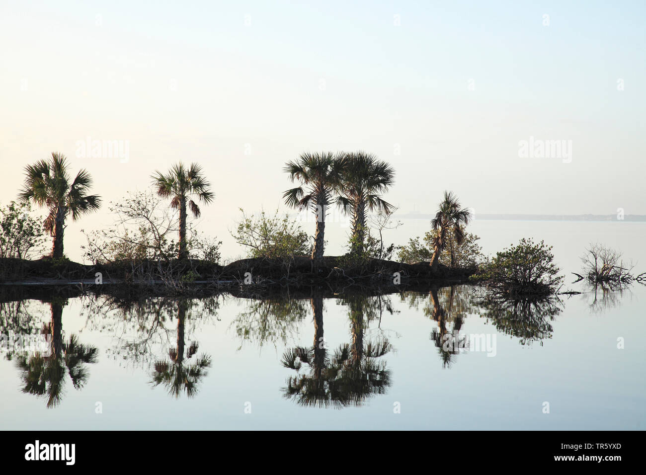 Palmetto (Sabal palmetto), gruppo riflettendo in acqua di sera, STATI UNITI D'AMERICA, Florida, Merritt Island National Wildlife Refuge Foto Stock