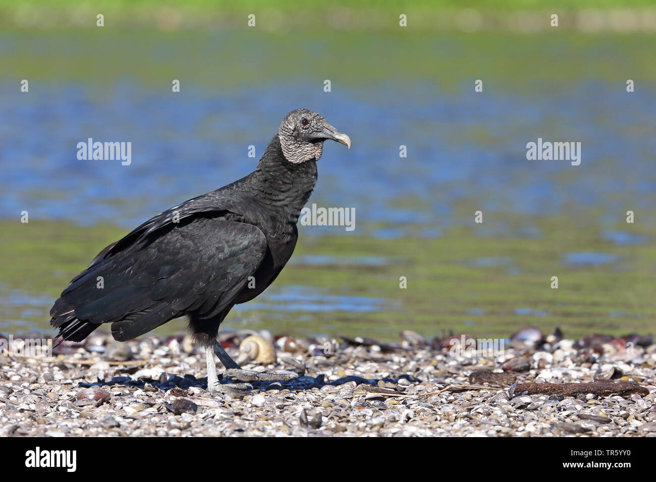 American avvoltoio nero (Coragyps atratus), in piedi sulla banca di ghiaia in un fiume, STATI UNITI D'AMERICA, Florida, Myakka Parco Nazionale Foto Stock