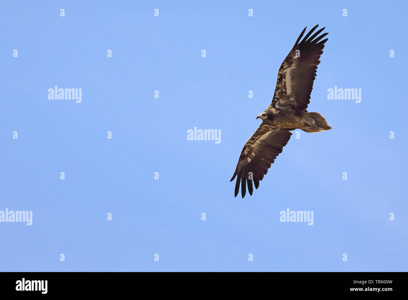 Avvoltoio capovaccaio (Neophron percnopterus), volare in capretti piumaggio, Spagna Tarifa Foto Stock