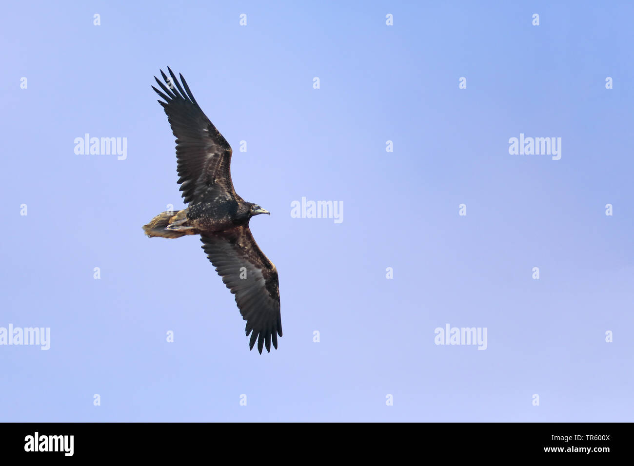 Avvoltoio capovaccaio (Neophron percnopterus), volare in capretti piumaggio, Spagna Tarifa Foto Stock