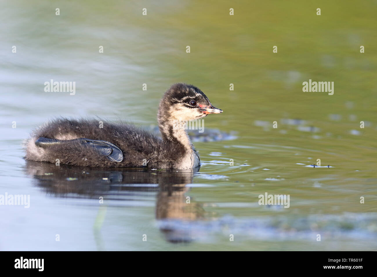 Nero-svasso collo (Podiceps nigricollis), nuoto pulcino, Paesi Bassi, Groningen Foto Stock