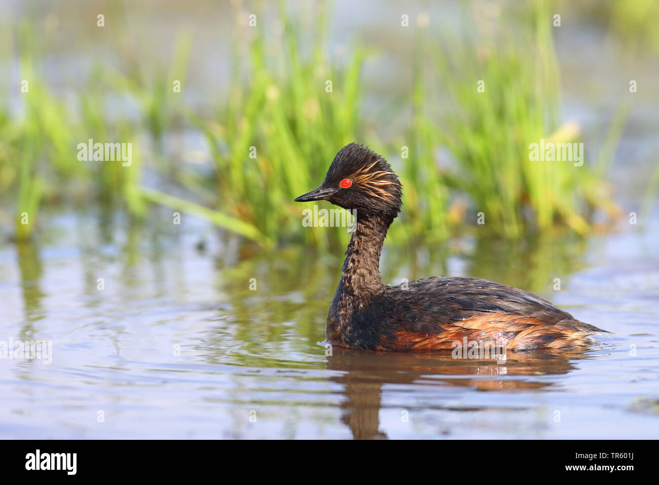 Nero-svasso collo (Podiceps nigricollis), nuoto, Paesi Bassi, Groningen Foto Stock