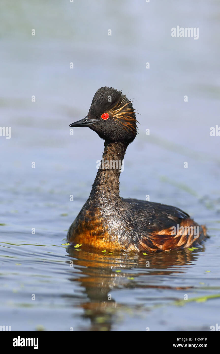 Nero-svasso collo (Podiceps nigricollis), nuoto, Paesi Bassi, Groningen Foto Stock