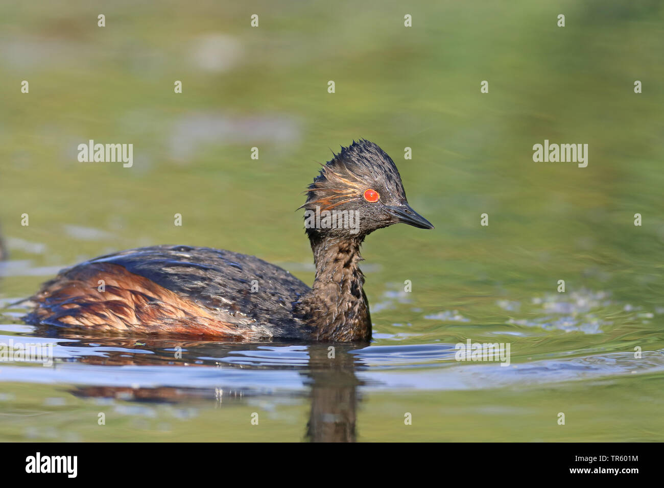 Nero-svasso collo (Podiceps nigricollis), nuoto, Paesi Bassi, Groningen Foto Stock