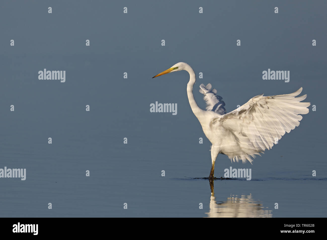 Airone bianco maggiore, Airone bianco maggiore (Egretta alba, Casmerodius Albus, Ardea alba), la pesca in acque poco profonde, Paesi Bassi, Frisia Foto Stock