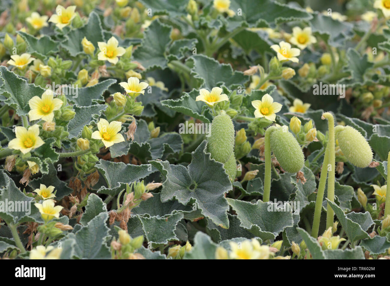 Schizzo cetriolo, Wild Squirting Cetrioli (Ecballium elaterium), con fiori e frutta, Spagna, Andalusia, La Janda Foto Stock
