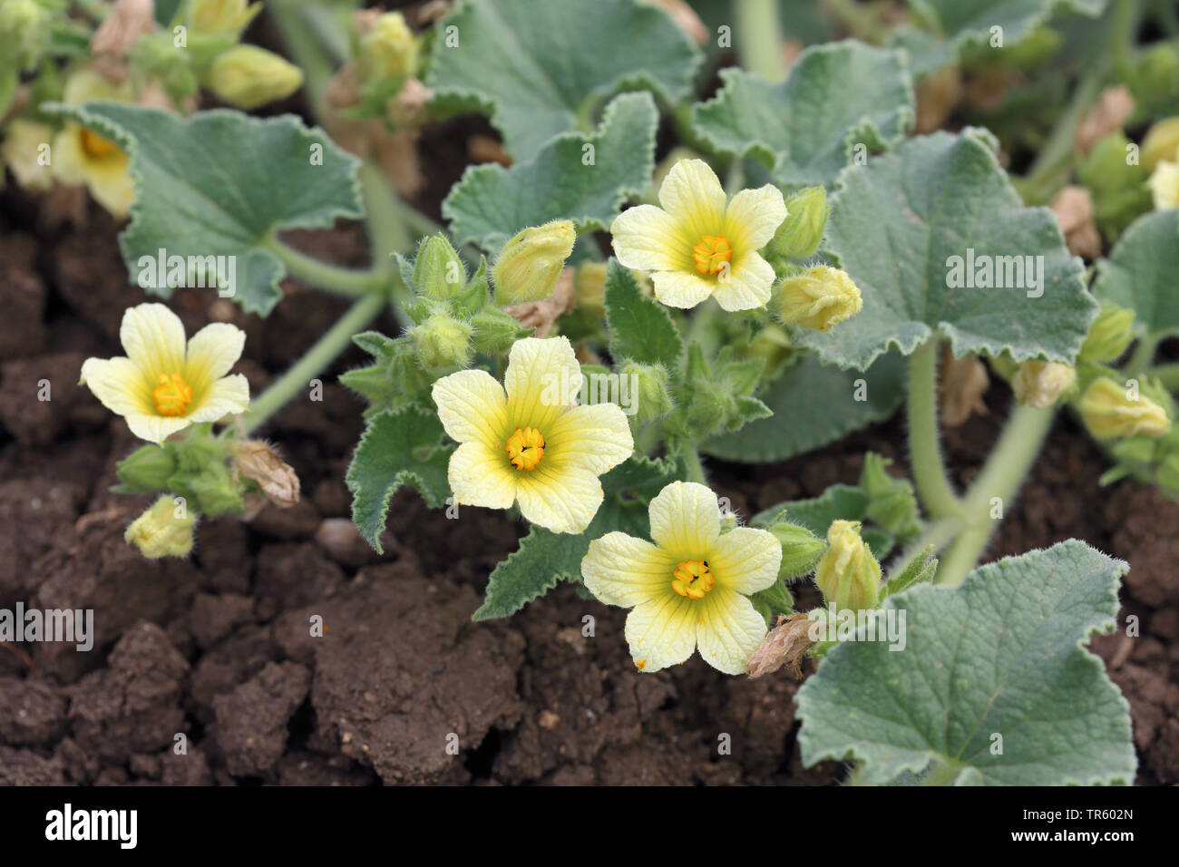 Schizzo cetriolo, Wild Squirting Cetrioli (Ecballium elaterium), fioritura, Spagna, Andalusia, La Janda Foto Stock