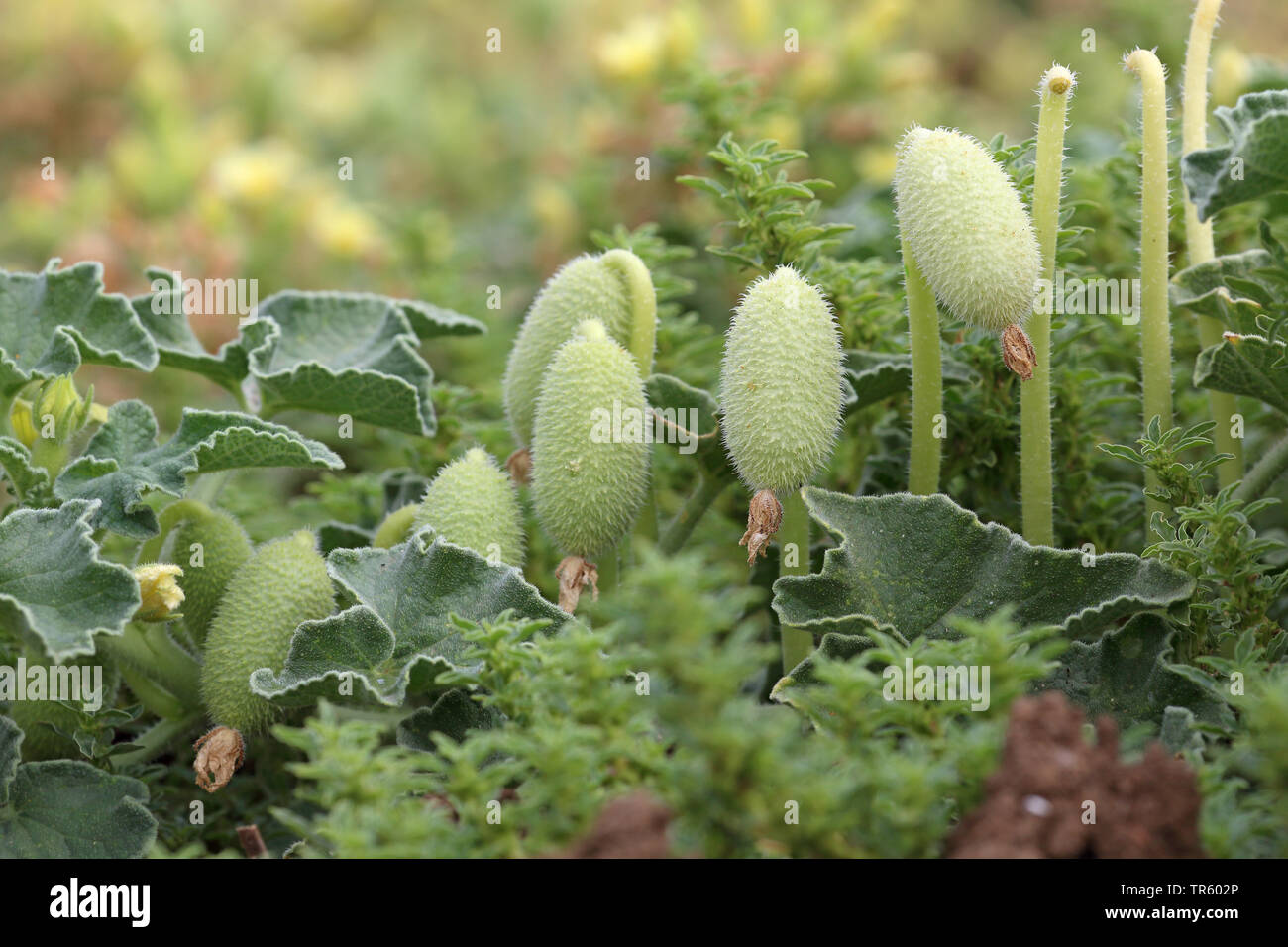 Schizzo cetriolo, Wild Squirting Cetrioli (Ecballium elaterium), frutta, Andalusia, La Janda Foto Stock