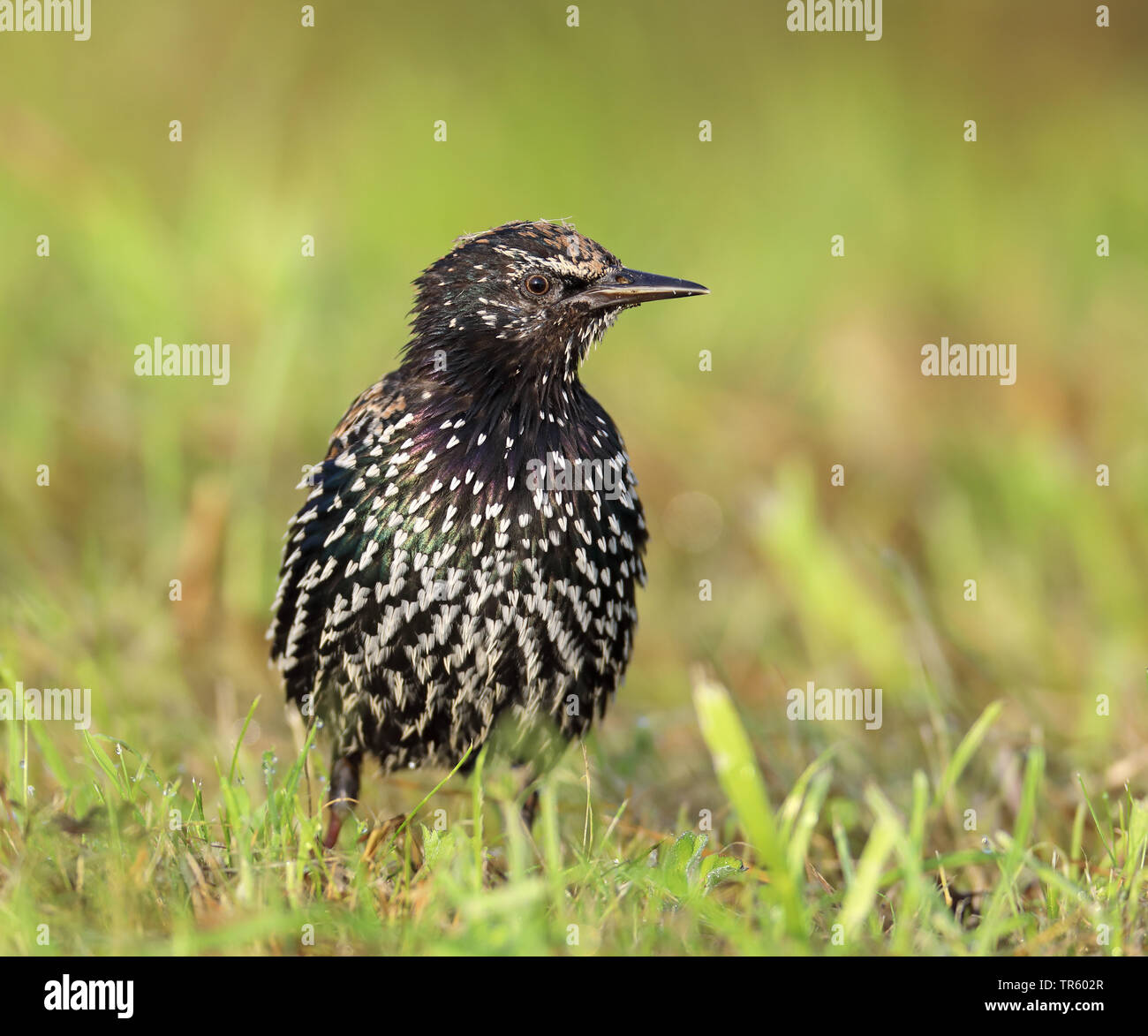 Starling comune (Sturnus vulgaris), seduti su pascoli, Paesi Bassi, Frisia Foto Stock