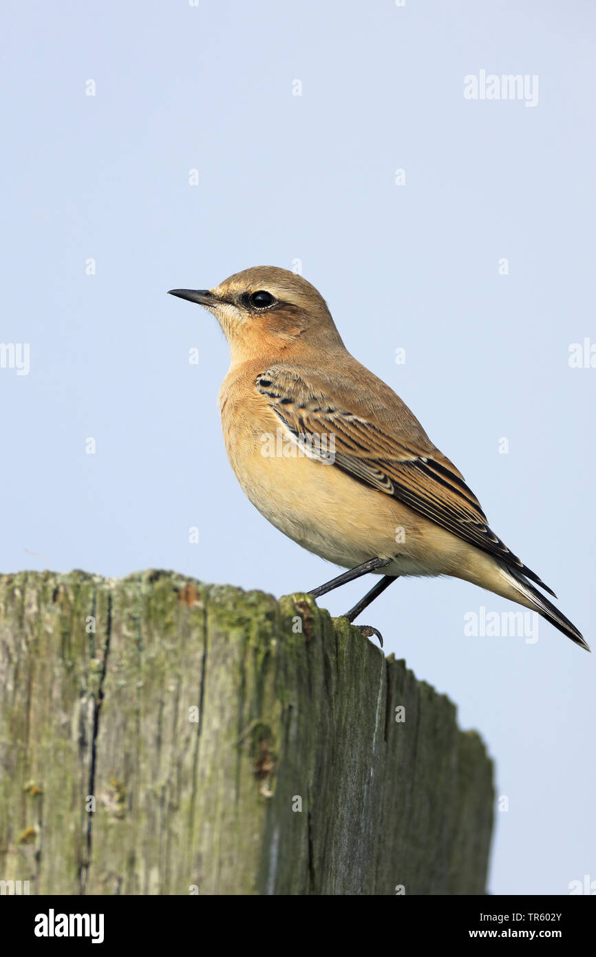 Culbianco (Oenanthe oenanthe), maschile seduto su un post di scherma, vista laterale, Paesi Bassi, Frisia Foto Stock
