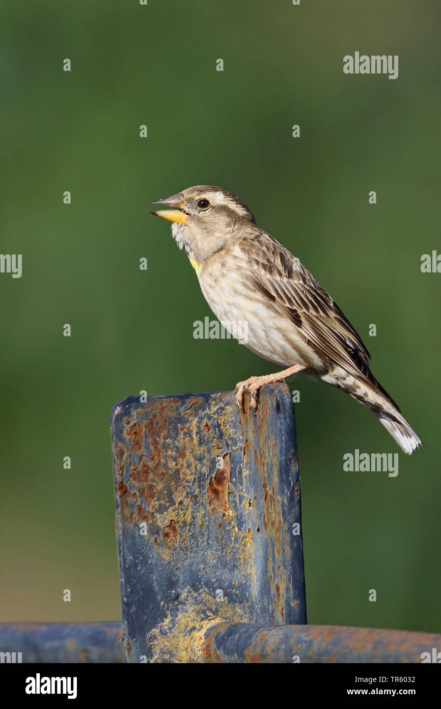 Rock sparrow (Passer petronia, Petronia petronia), seduto su un arrugginito post e il canto, vista laterale, Spagna, Pozan de Vero Foto Stock