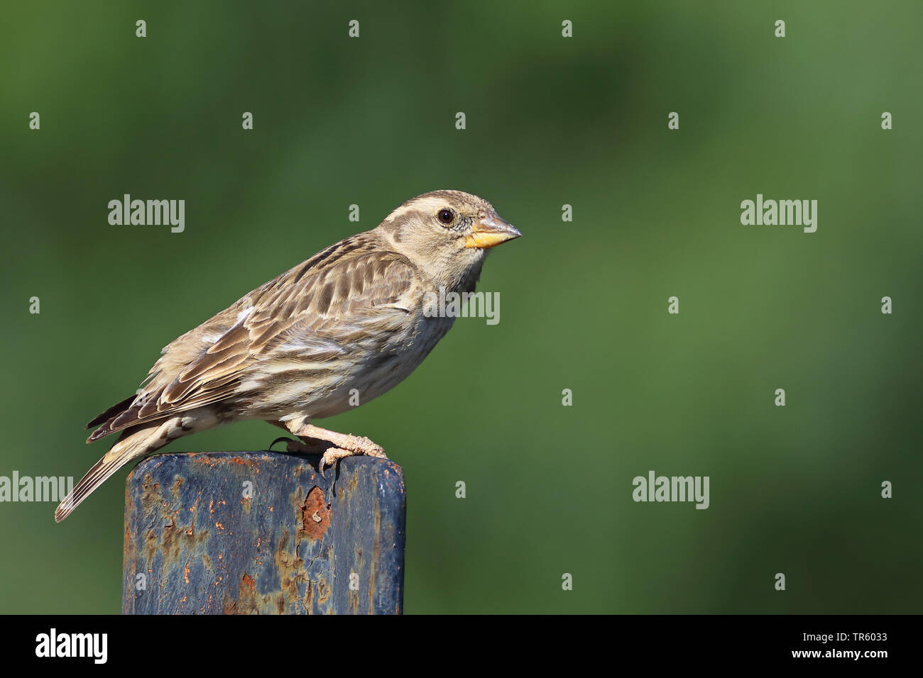 Rock sparrow (Passer petronia, Petronia petronia), seduto su un arrugginito post, vista laterale, Spagna, Pozan de Vero Foto Stock