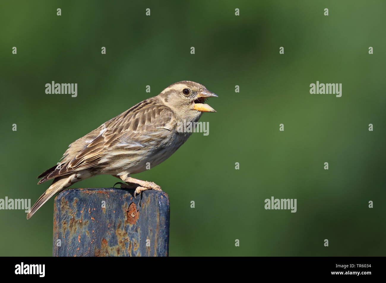 Rock sparrow (Passer petronia, Petronia petronia), seduto su un arrugginito post e il canto, vista laterale, Spagna, Pozan de Vero Foto Stock