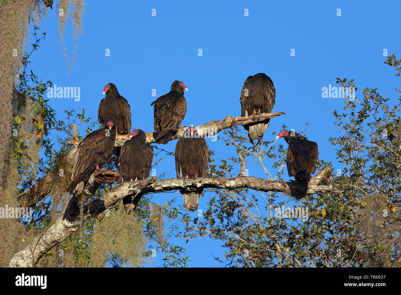 La Turchia vulture (Cathartes aura), truppa seduta in una struttura ad albero e godersi il sole del mattino, STATI UNITI D'AMERICA, Florida, Myakka Parco Nazionale Foto Stock