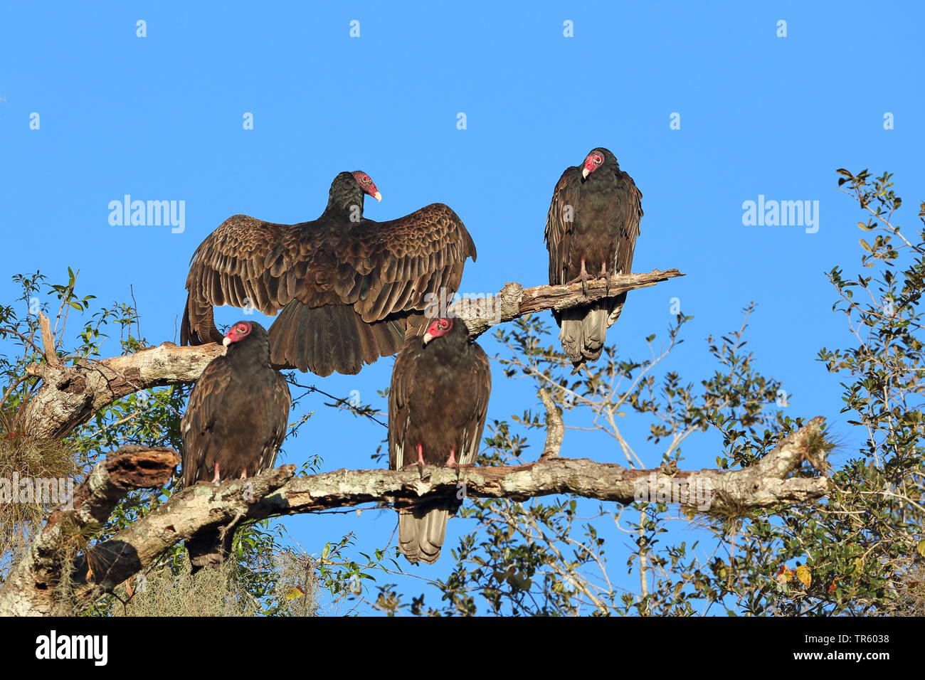 La Turchia vulture (Cathartes aura), truppa seduta in una struttura ad albero e godersi il sole del mattino, STATI UNITI D'AMERICA, Florida, Myakka Parco Nazionale Foto Stock