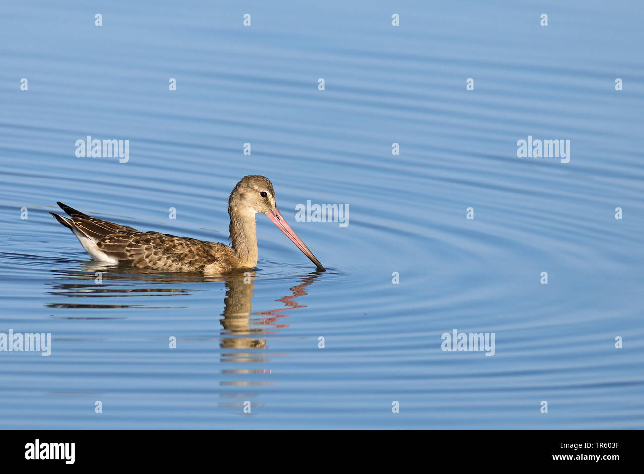 Nero-tailed godwit (Limosa limosa), nuoto, Paesi Bassi, Frisia Foto Stock