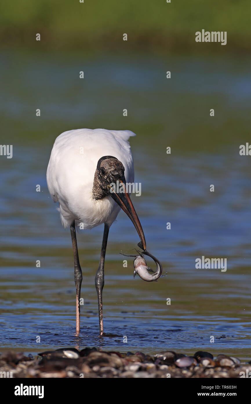 American wood ibis (Mycteria americana), alimentazione su un pesce, STATI UNITI D'AMERICA, Florida, Myakka Parco Nazionale Foto Stock