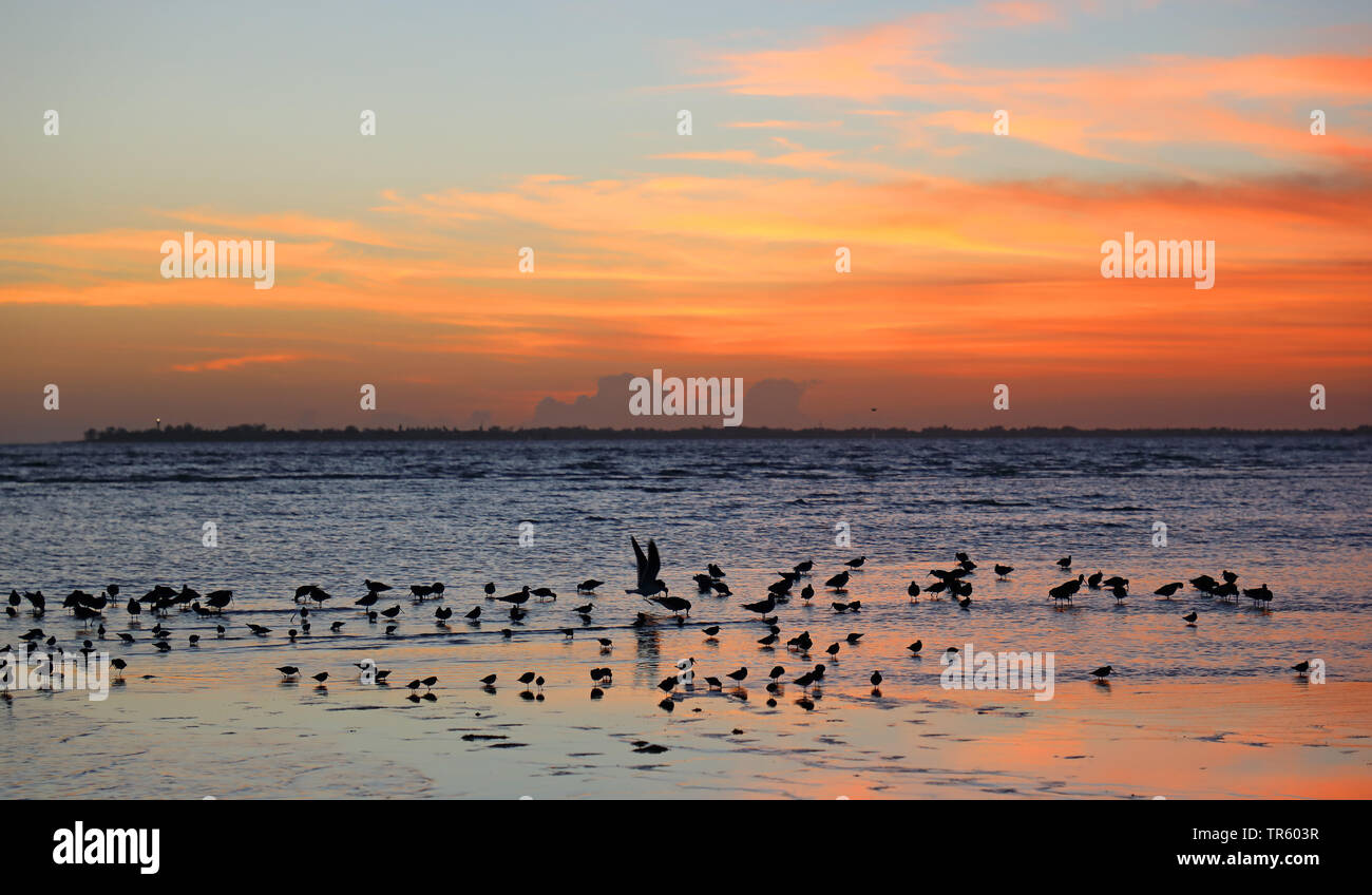 Uccelli costieri nel mare di Wadden dopo il tramonto, STATI UNITI D'AMERICA, Florida, Fort Myers Beach Foto Stock