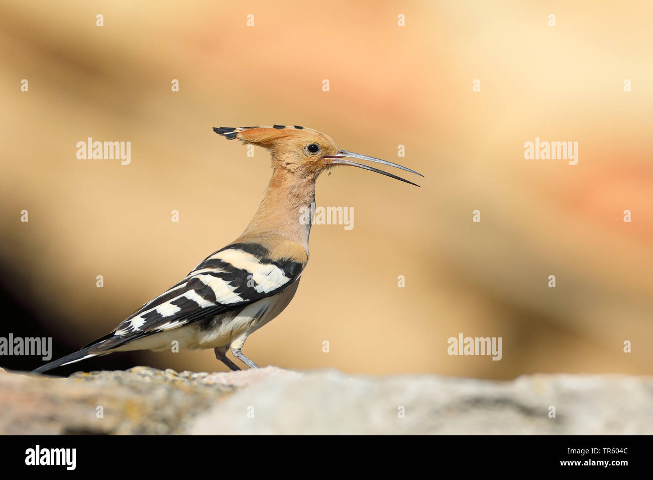 Upupa (Upupa epops), seduto su di una parete laterale, Spagna, Loarre Aragon Foto Stock