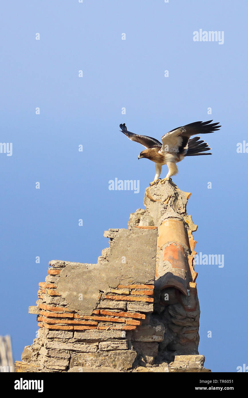 Avviato eagle (Hieraaetus pennatus), Bright morph atterraggio su una torre di cariati, vista laterale, Spagna Tarifa Foto Stock