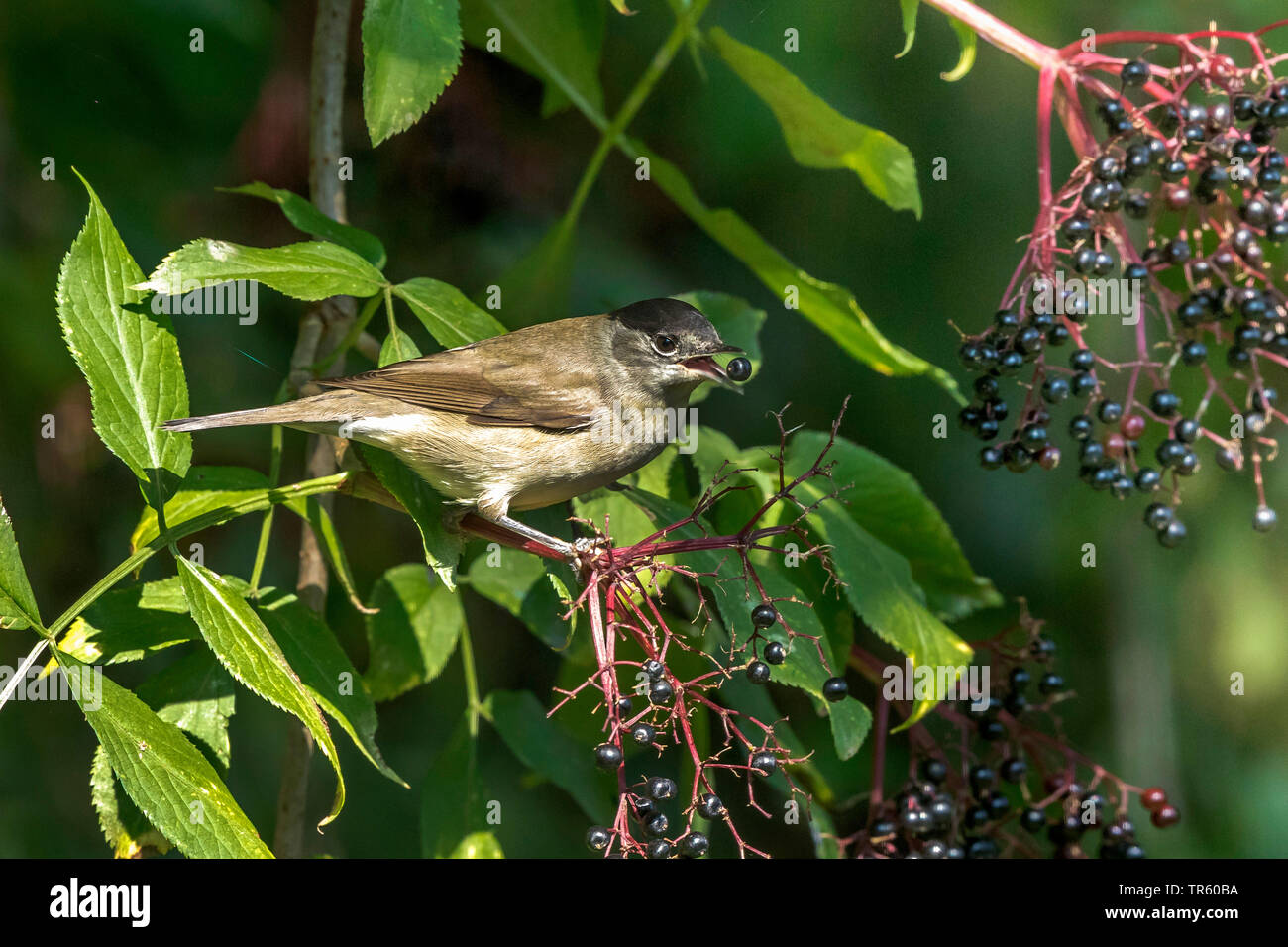 Giardino trillo (Sylvia borin), maschio mangiare bacche di sambuco, in Germania, in Baviera Foto Stock