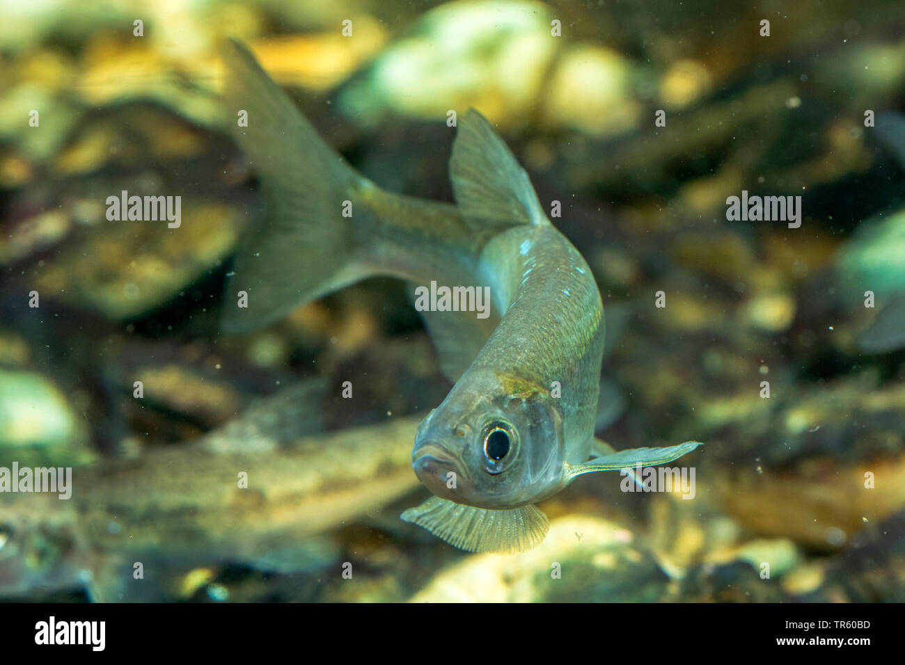 Comune alborella Alborella (Alburnus alburnus), piscina, vista frontale, Germania Foto Stock