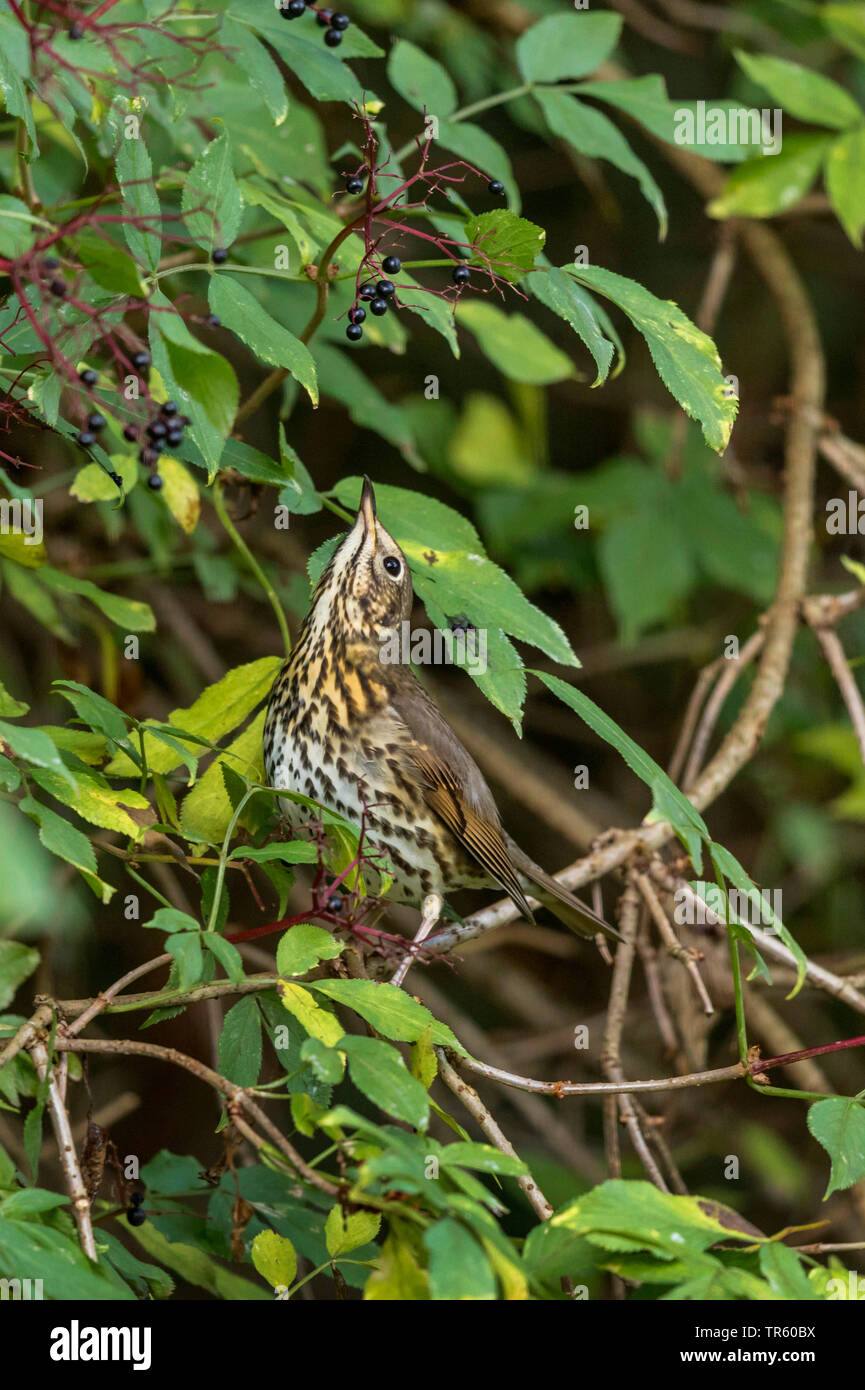 Tordo bottaccio (Turdus philomelos), seduta in un anziano bush con bacche mature, vista laterale, in Germania, in Baviera Foto Stock