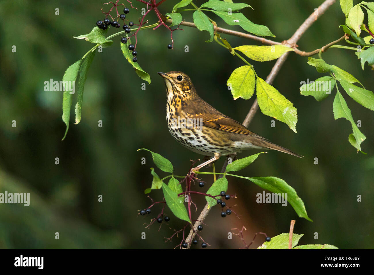 Tordo bottaccio (Turdus philomelos), seduta in un anziano bush con bacche mature, vista laterale, in Germania, in Baviera Foto Stock