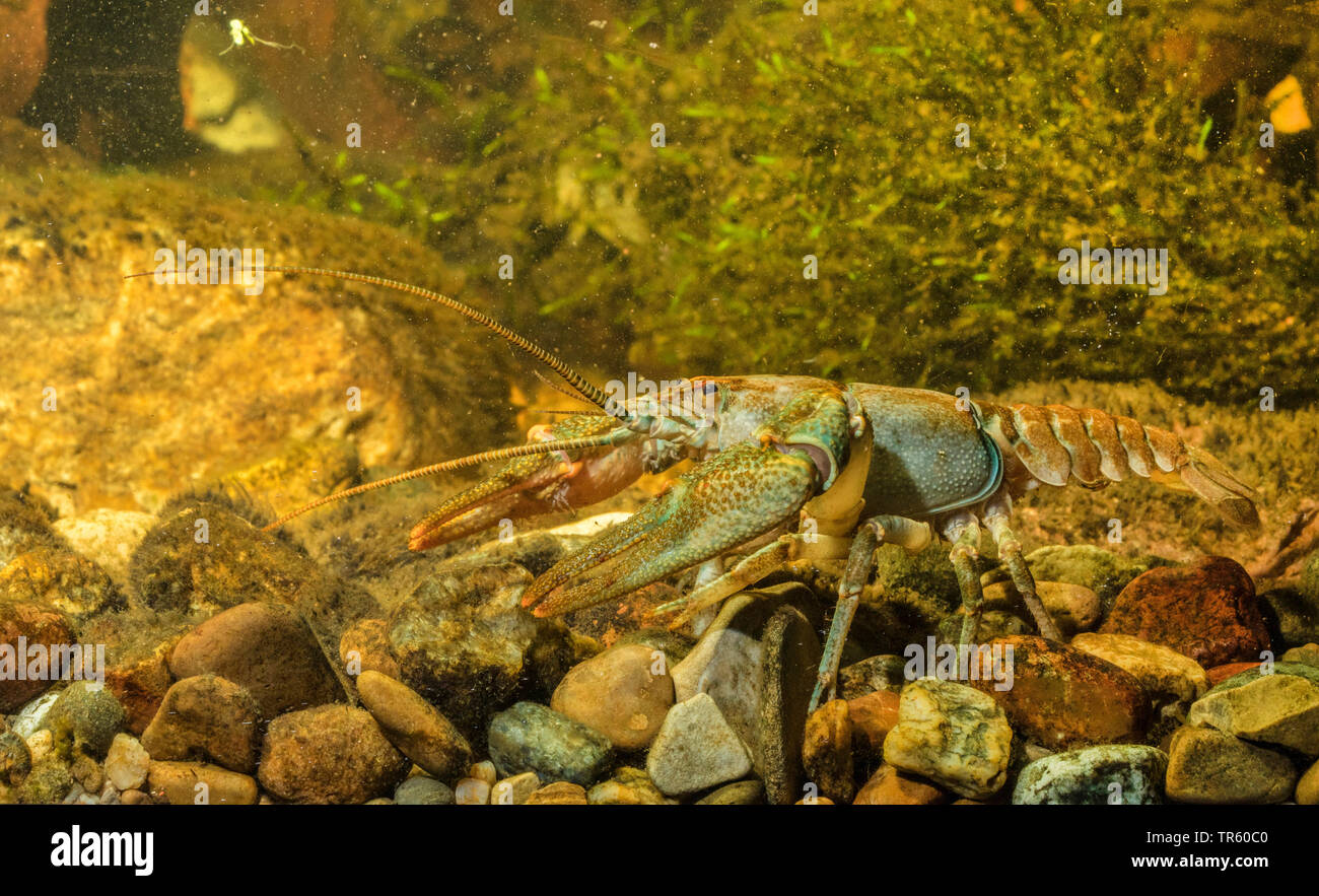 Il gambero di pietra, Torrent gamberi di fiume (Astacus torrentium, Austropotamobius torrentium, Potamobius torrentium, Astacus saxatilis), maschio, vista laterale, Germania Foto Stock