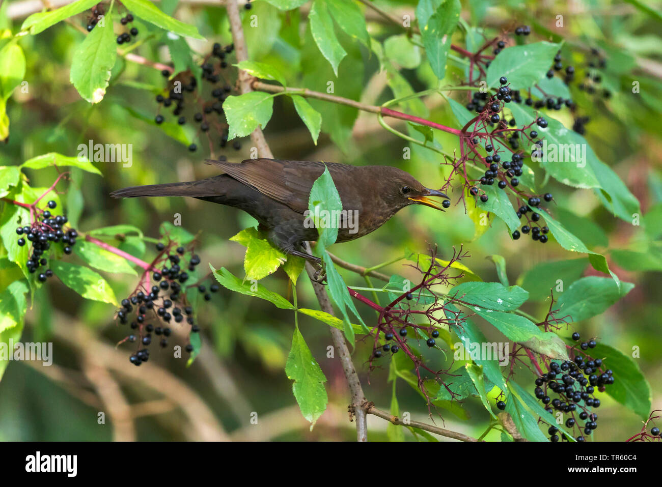 Merlo (Turdus merula), femmina mangiare sambuchi, vista laterale, in Germania, in Baviera Foto Stock