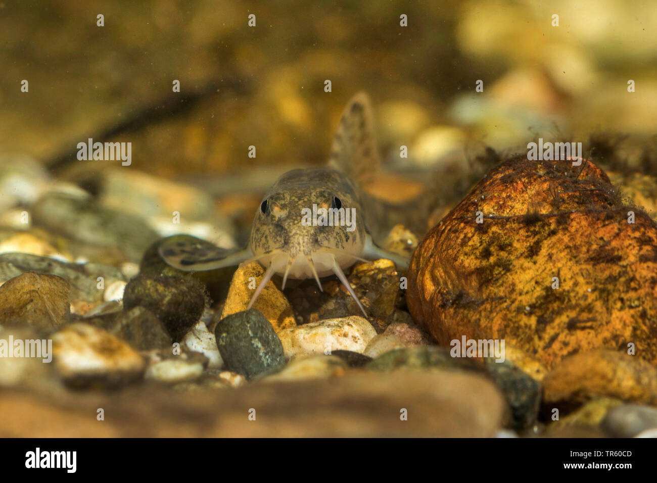 Stone loach (Noemacheilus barbulatus, Barbatula barbatula, Nemacheilus barbatulus), vista frontale, ritratto, Germania Foto Stock