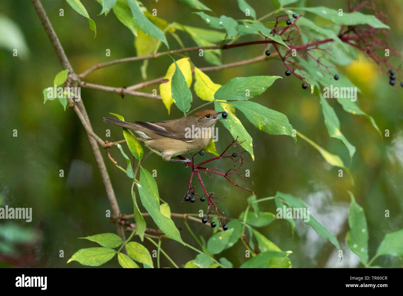 Giardino trillo (Sylvia borin), femmina mangiare sambuchi, vista laterale, in Germania, in Baviera Foto Stock