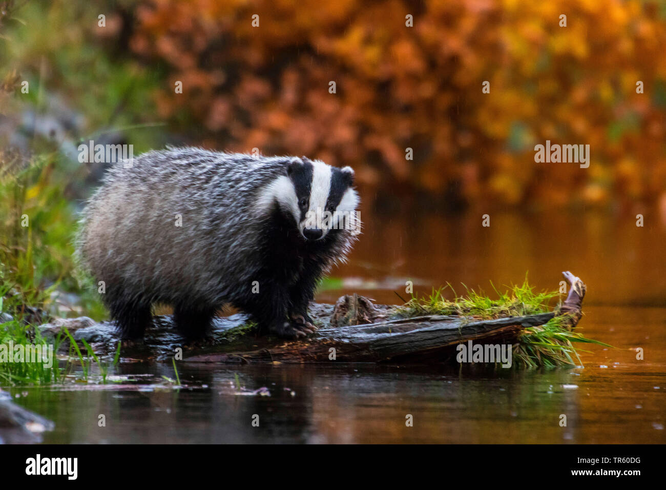 Il vecchio mondo badger, Eurasian badger (Meles meles), in piedi sotto la pioggia al waterside e guardare, Repubblica Ceca, Hlinsko Foto Stock