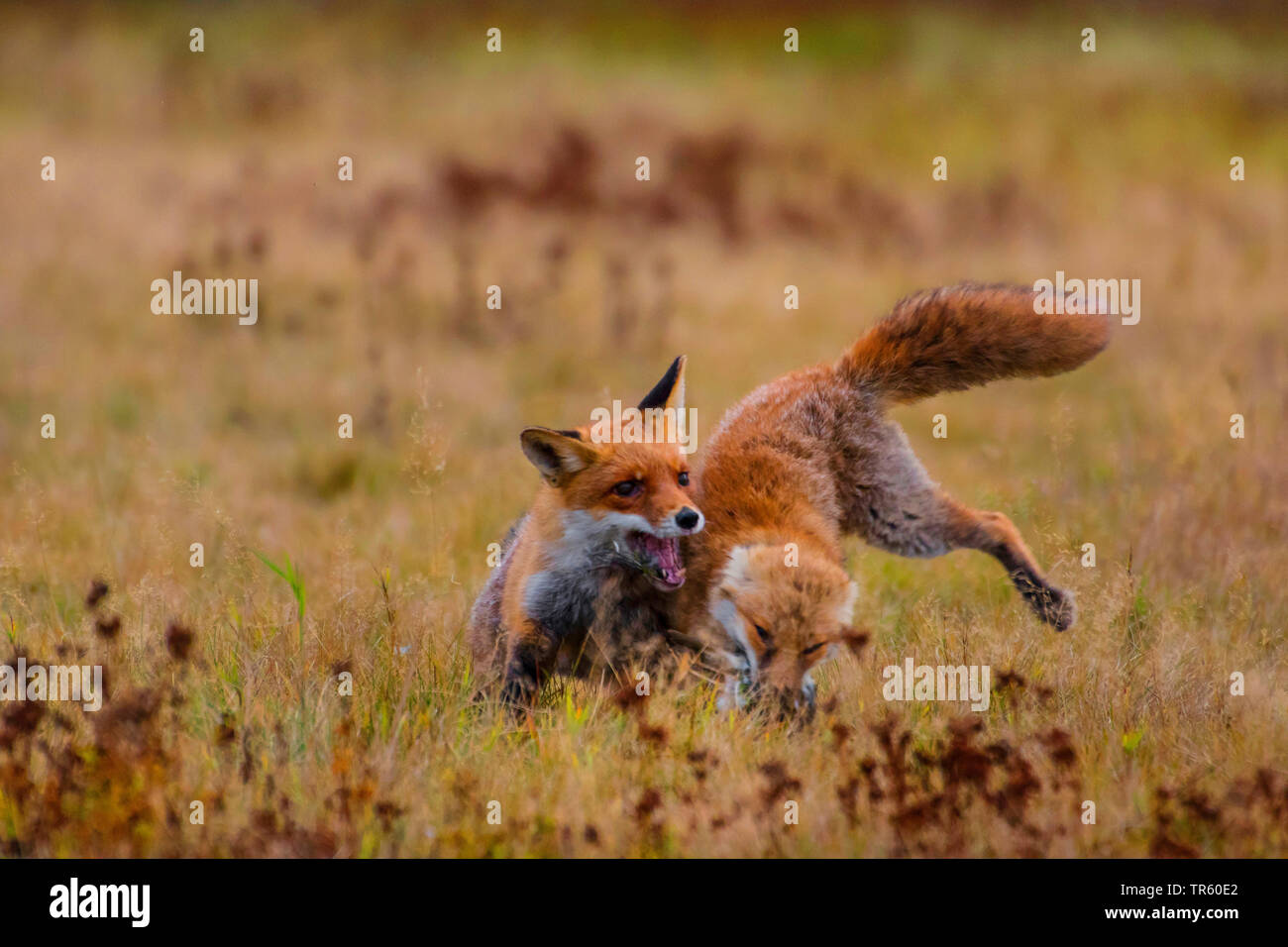Red Fox (Vulpes vulpes vulpes), due volpi rosse in lotta per la preda, Repubblica Ceca, Hlinsko Foto Stock