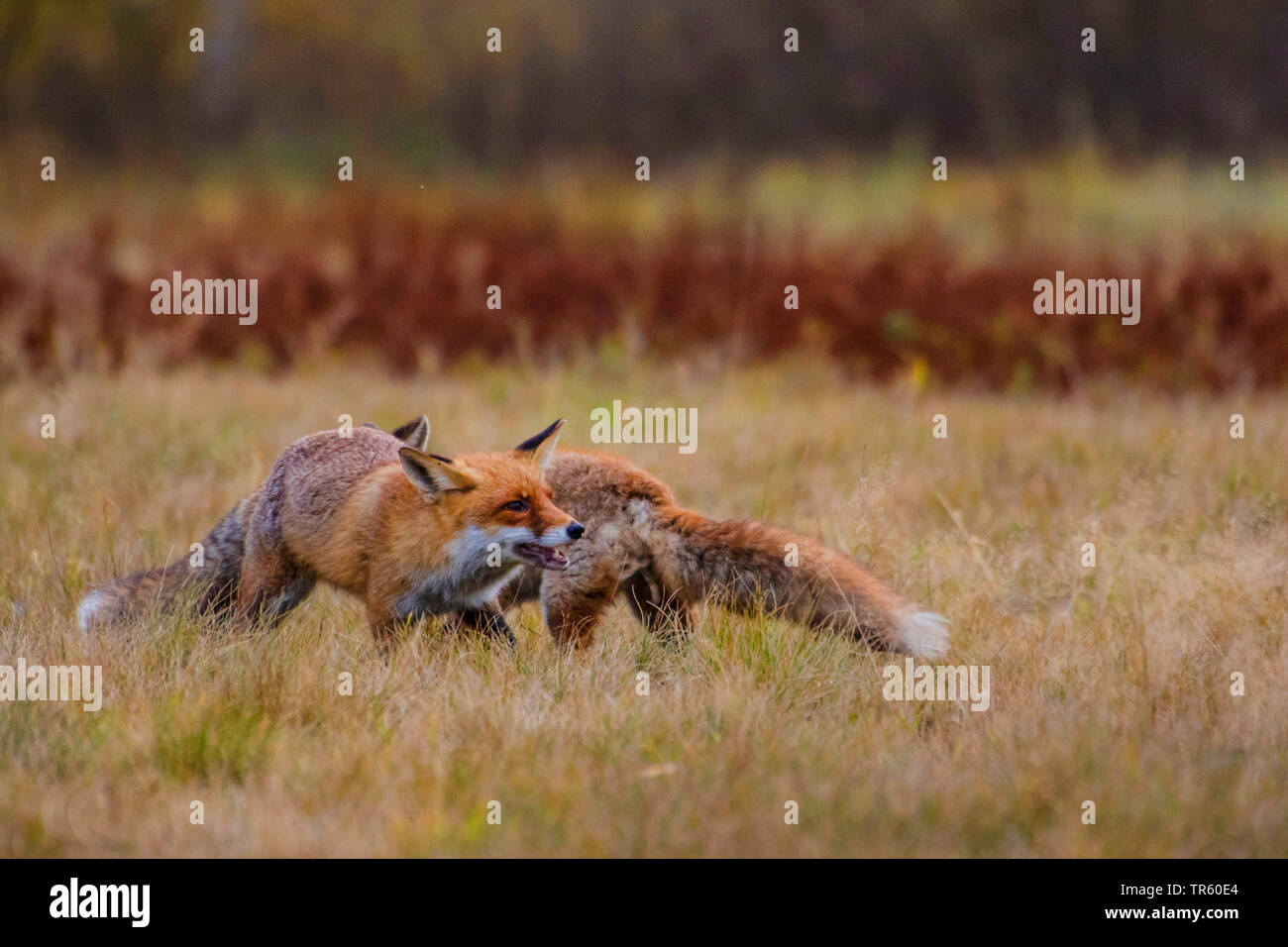 Red Fox (Vulpes vulpes vulpes), due volpi rosse in lotta per la preda, Repubblica Ceca, Hlinsko Foto Stock