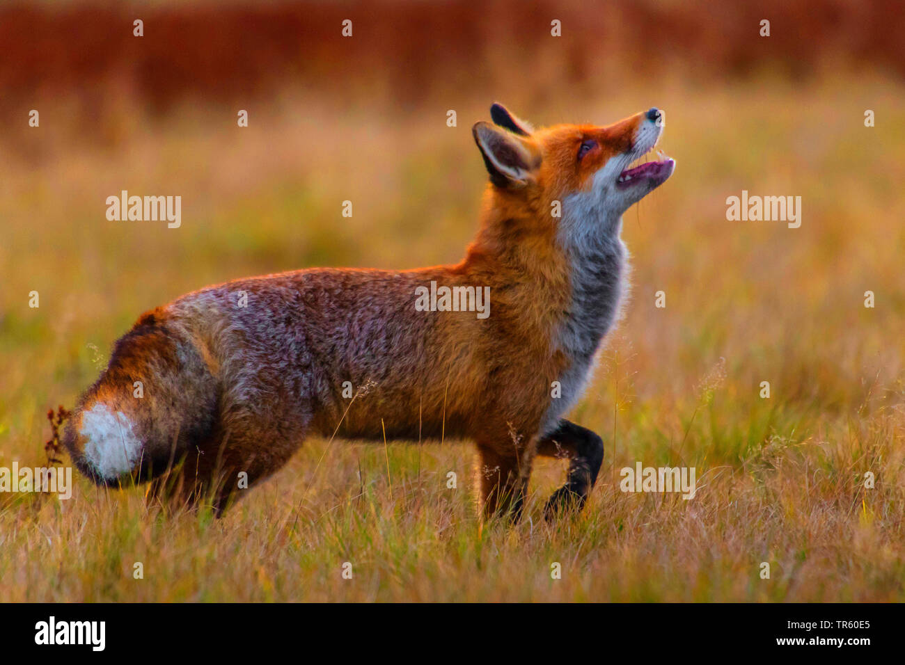 Red Fox (Vulpes vulpes vulpes), stando in piedi in un prato e guardando in alto, vista laterale, Repubblica Ceca, Hlinsko Foto Stock
