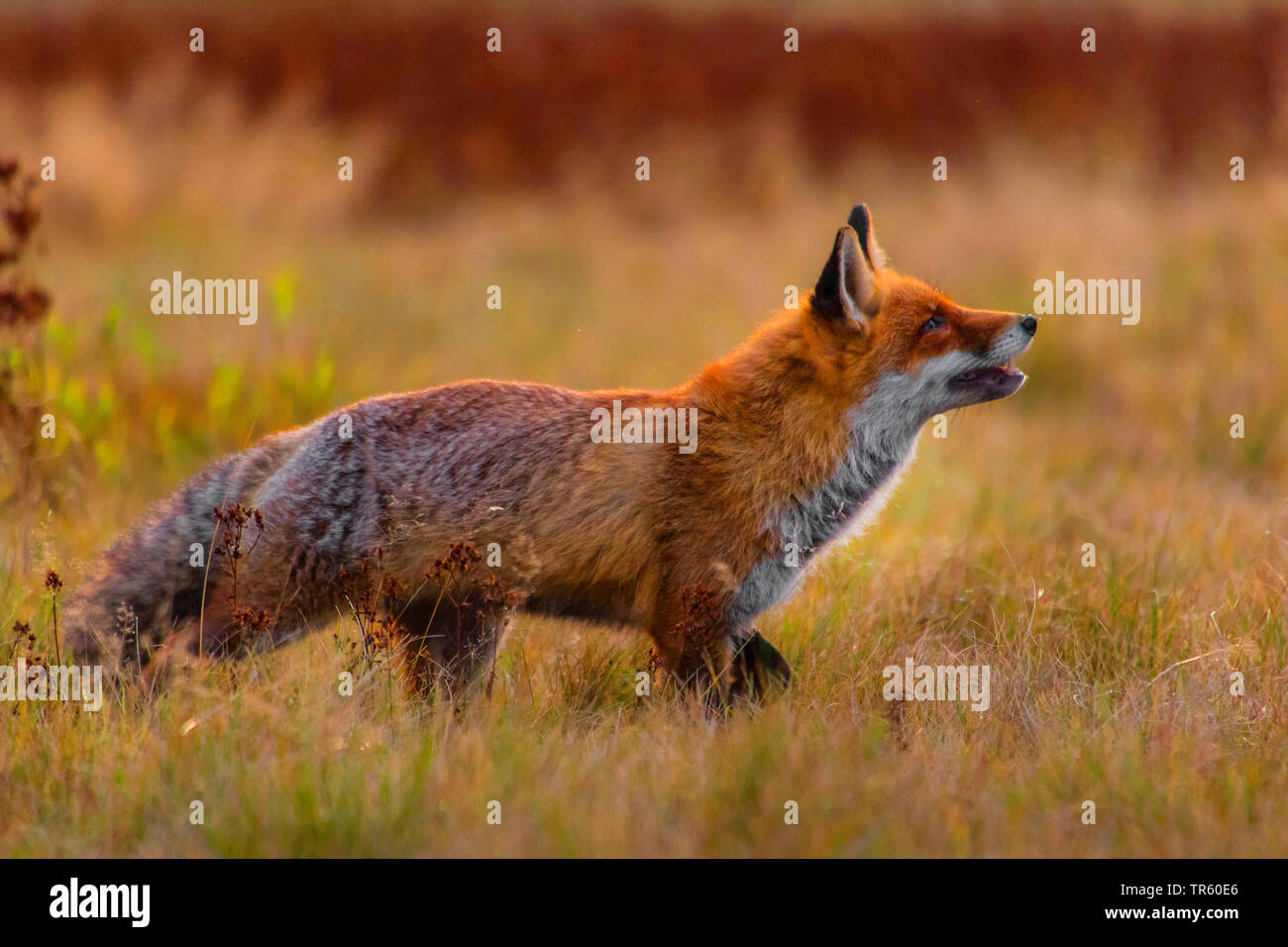 Red Fox (Vulpes vulpes vulpes), stando in piedi in un prato e guardando in alto, vista laterale, Repubblica Ceca, Hlinsko Foto Stock