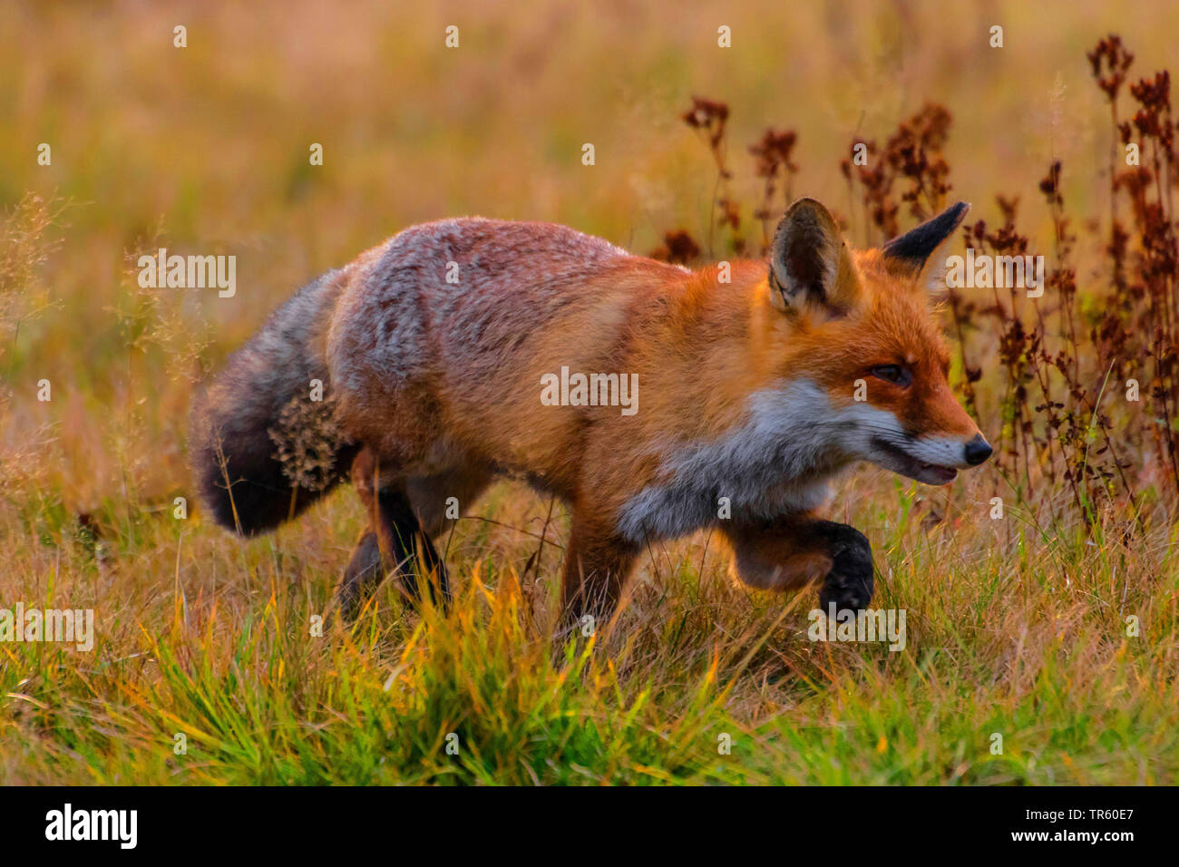 Red Fox (Vulpes vulpes vulpes), passeggiate in un prato e foraggio, vista laterale, Repubblica Ceca, Hlinsko Foto Stock