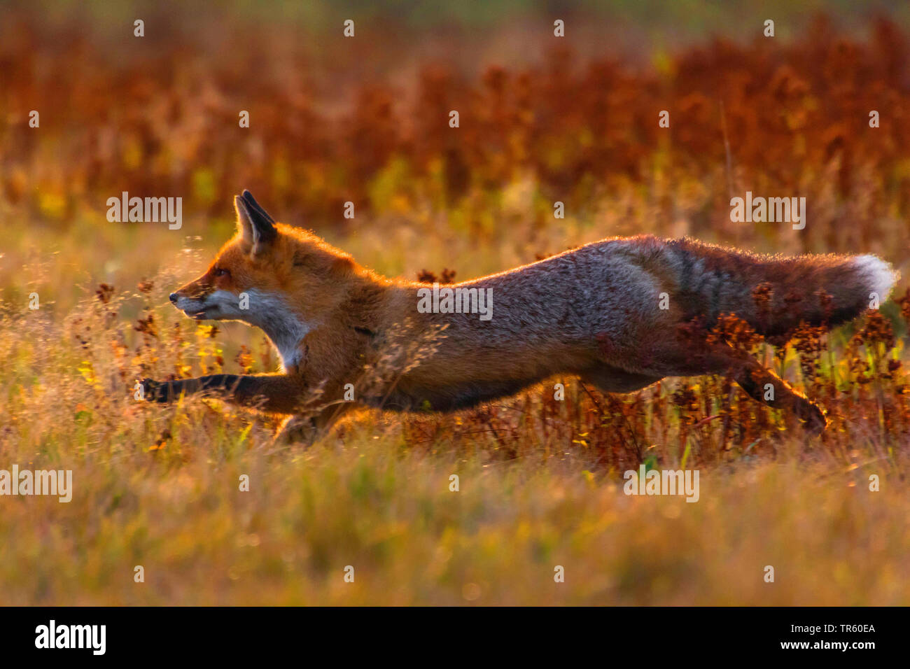 Red Fox (Vulpes vulpes vulpes), in esecuzione in un prato e foraggio, vista laterale, Repubblica Ceca, Hlinsko Foto Stock