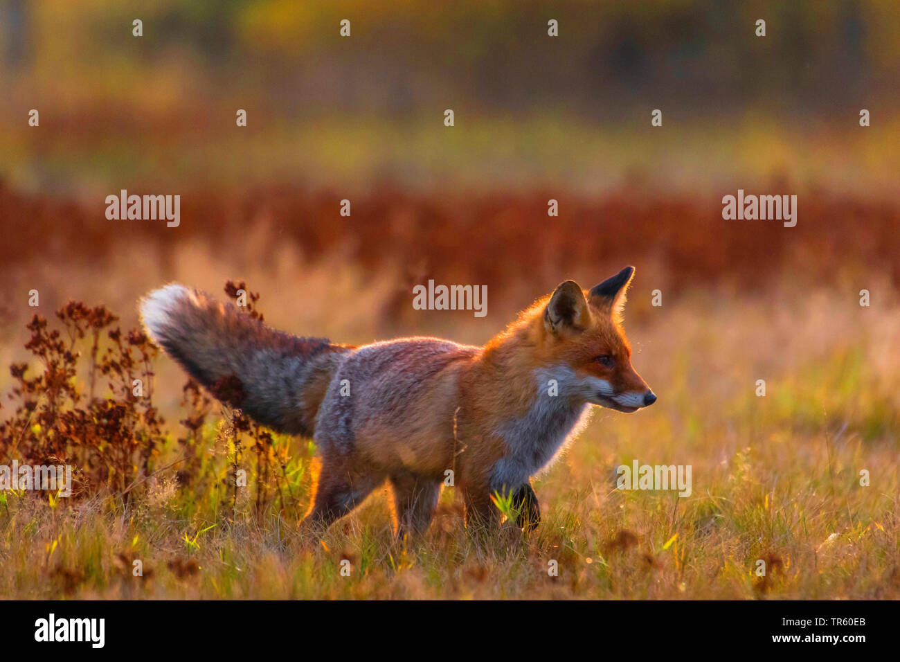 Red Fox (Vulpes vulpes vulpes), passeggiate in un prato e foraggio, vista laterale, Repubblica Ceca, Hlinsko Foto Stock