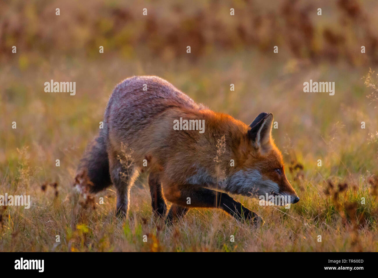 Red Fox (Vulpes vulpes vulpes), passeggiate in un prato e foraggio, Repubblica Ceca, Hlinsko Foto Stock