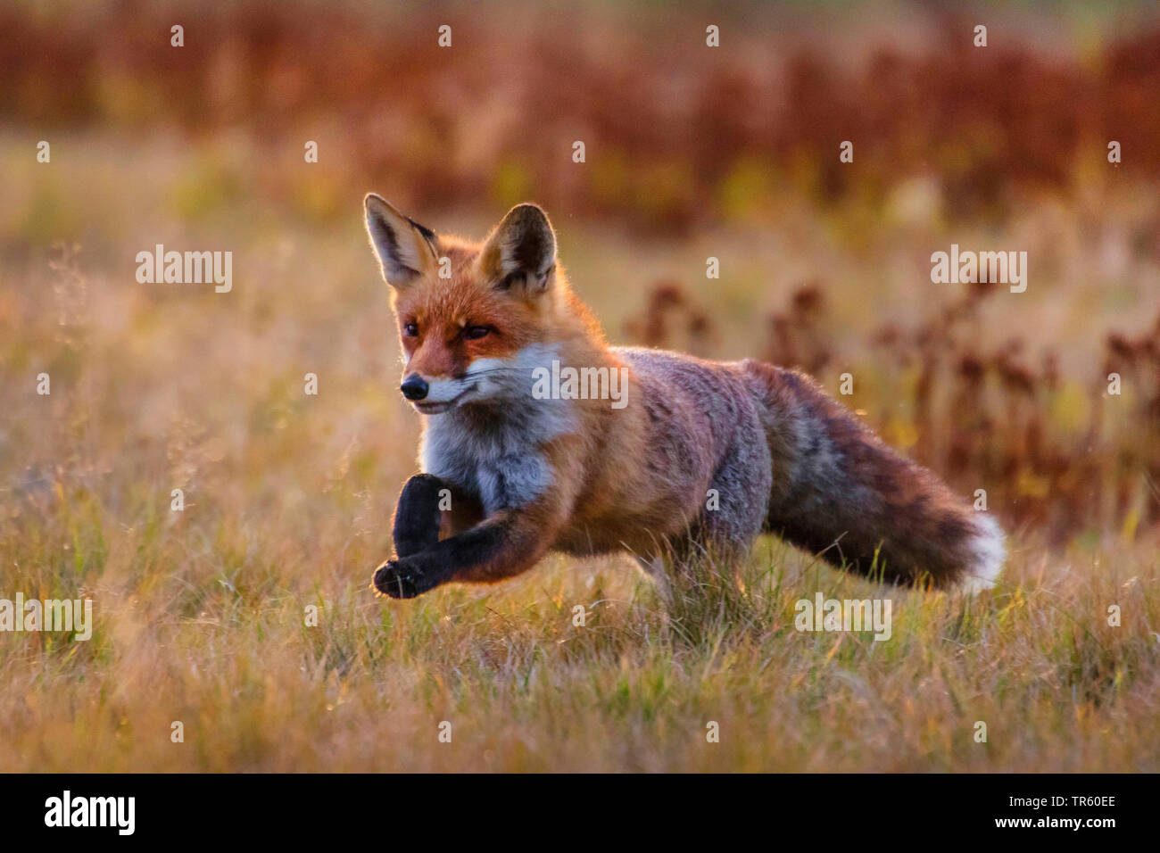Red Fox (Vulpes vulpes vulpes), in esecuzione in un prato e foraggio, Repubblica Ceca, Hlinsko Foto Stock