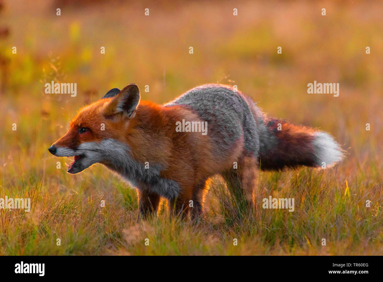 Red Fox (Vulpes vulpes vulpes), stando in piedi in un prato e feedint la sua preda, Repubblica Ceca, Hlinsko Foto Stock