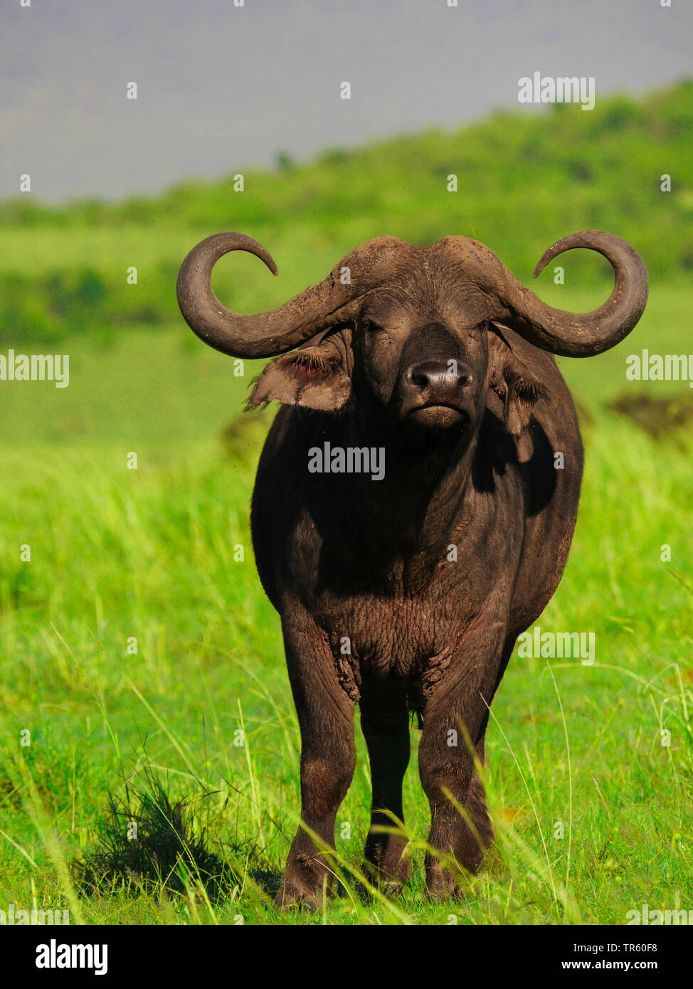 African buffalo (Syncerus caffer), stando in piedi in un prato, vista frontale, Kenia Masai Mara National Park Foto Stock