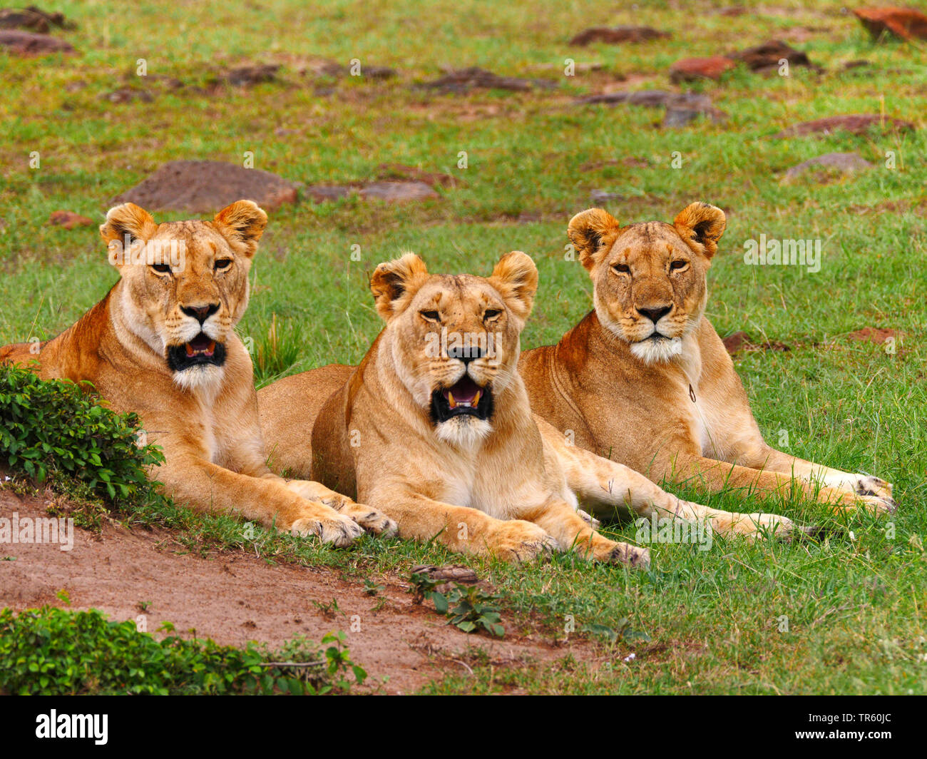 Lion (Panthera leo), tre leonesse appoggiato insieme in un prato, Kenia Masai Mara National Park Foto Stock